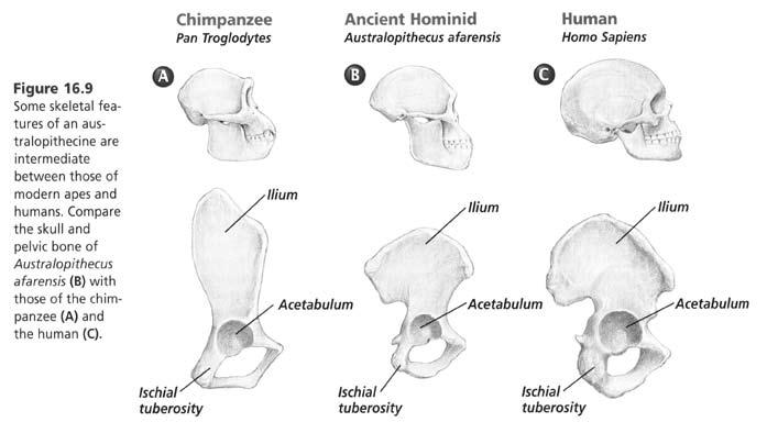 Hominid Skull Comparison Chart