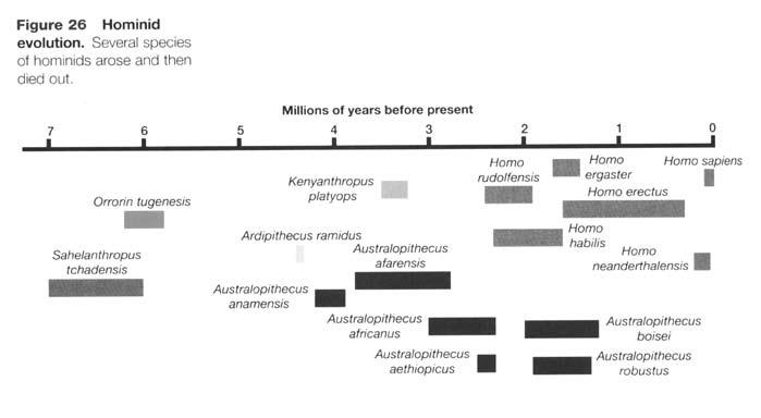 hominid evolution timeline