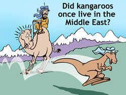 Kangaroo in Middle East