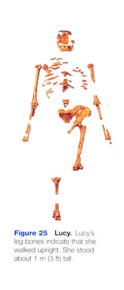 Lucy Skeleton