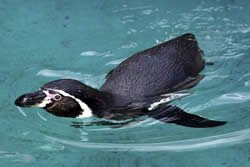 Penguin Swimming