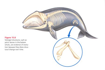 Whale Vestigial Structure