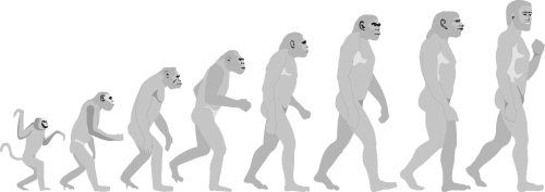 Human Evolution