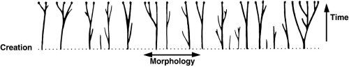 Morphology