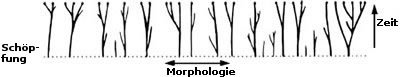 Morphologie-Zeit-Schopfung