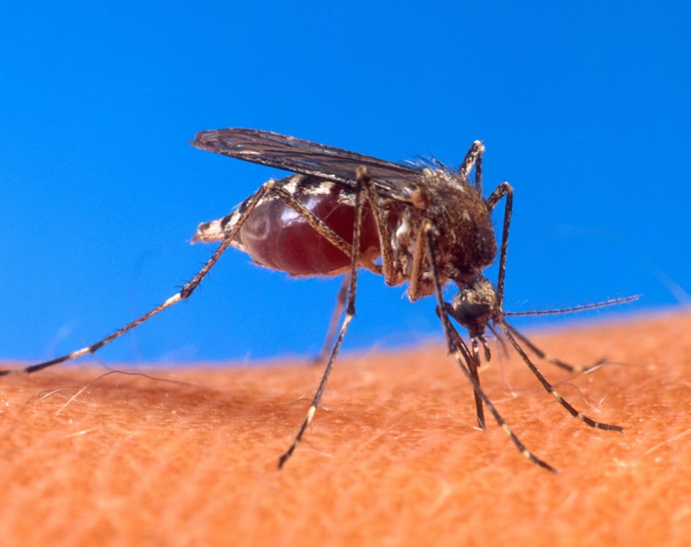 Mosquito Aedes egypti