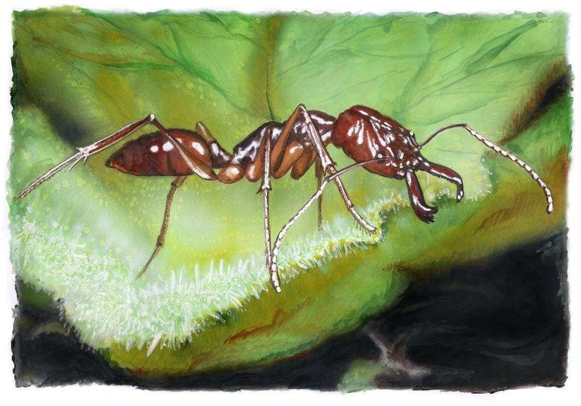 Челюсти муравья
