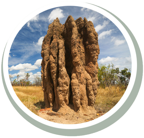 Termite Nests