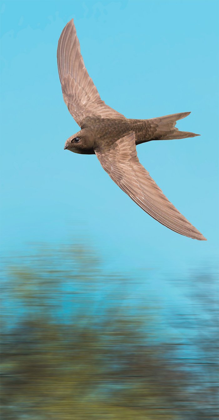 Speeding Bird