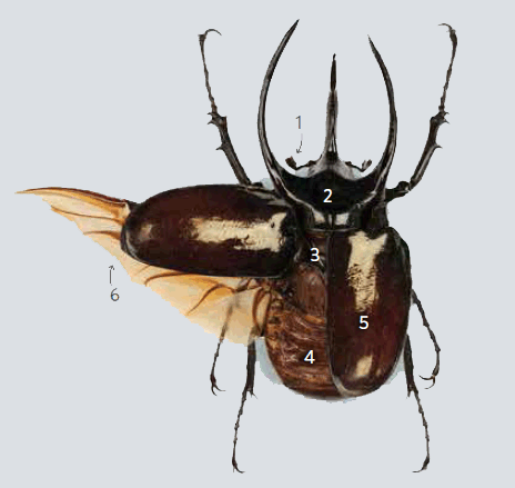 Beetle Parts