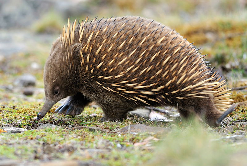 Echidna