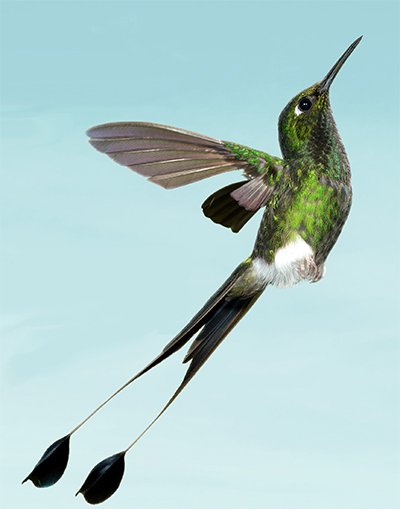 Booted Racket-Tail Hummingbird