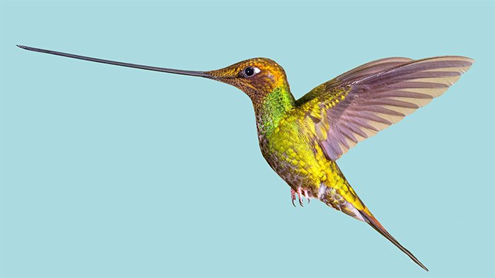 Sword-Billed Hummingbird