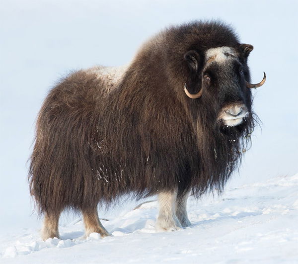 Musk Ox