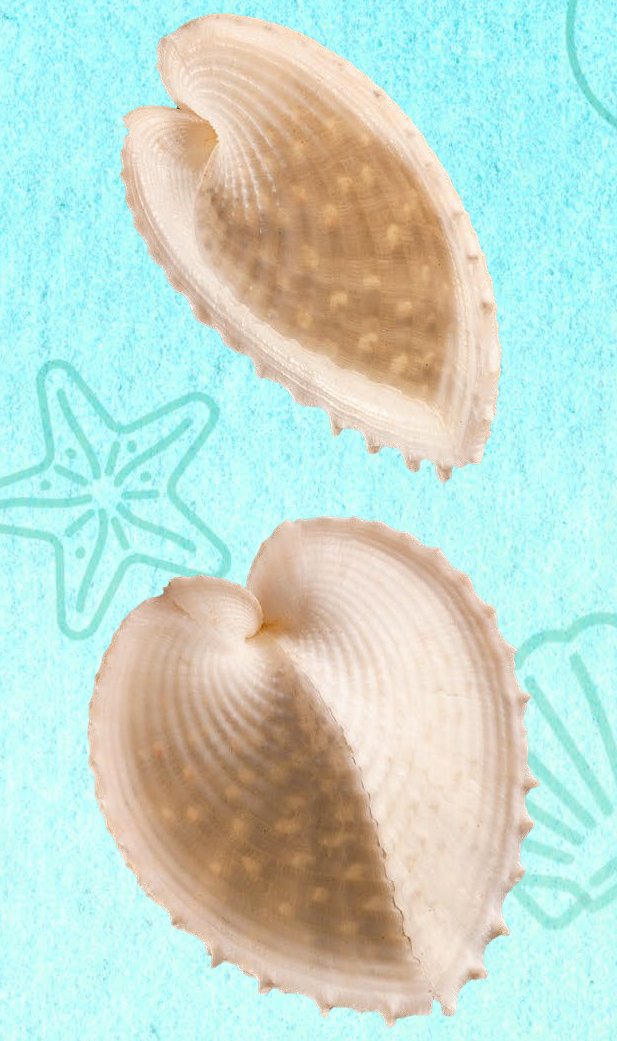 Curious Kids: why are some shells smooth and some shells corrugated?