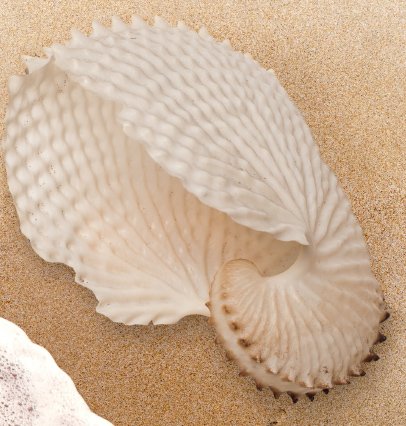 Seashells by the Seashore | Kids Answers