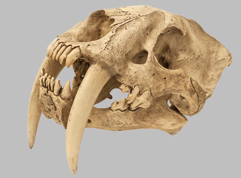 Saber-Toothed Cat