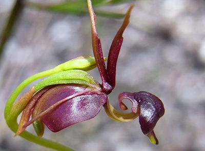 Flying Duck Orchid