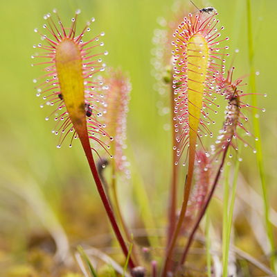 Sundews