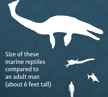 Sea Reptiles Size Chart