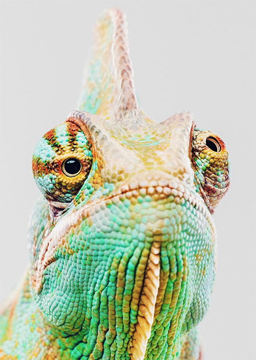 Chameleon