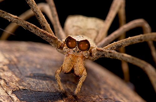 Ogre-Faced Spider