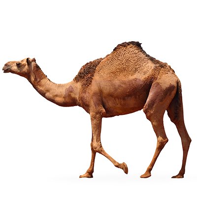 camels answersingenesis hump humps