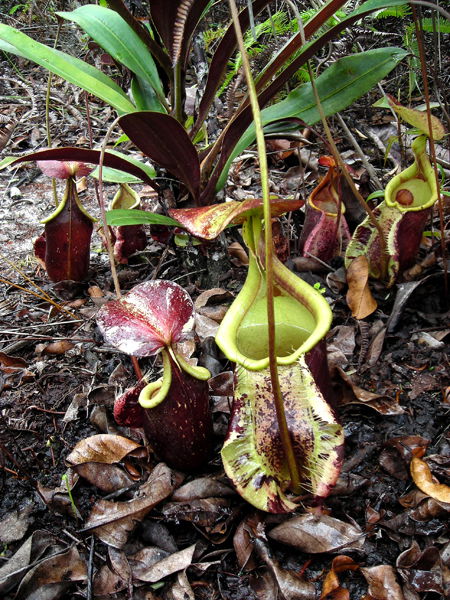 Pitcher Plant