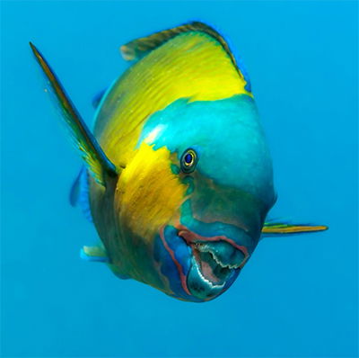 Parrotfish