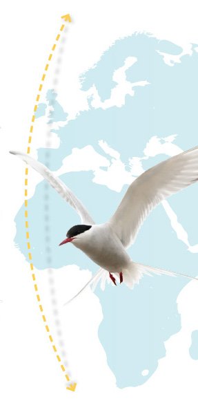 Tern Migration