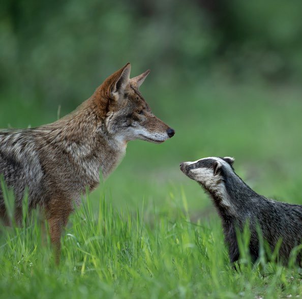 Coyote and Badger