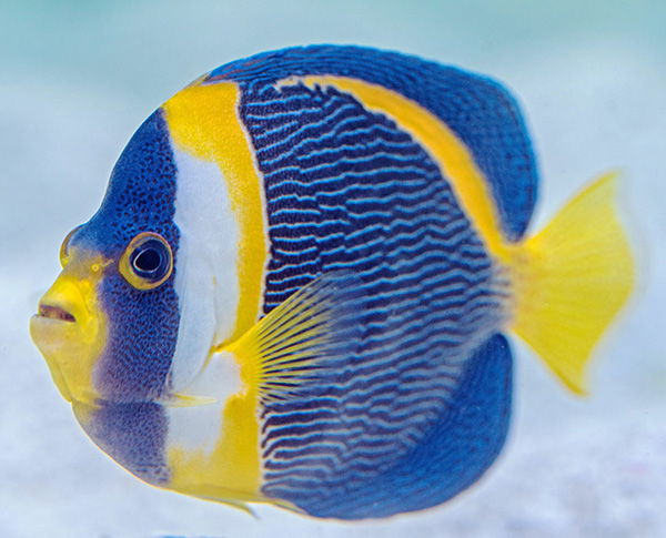 Angelfish