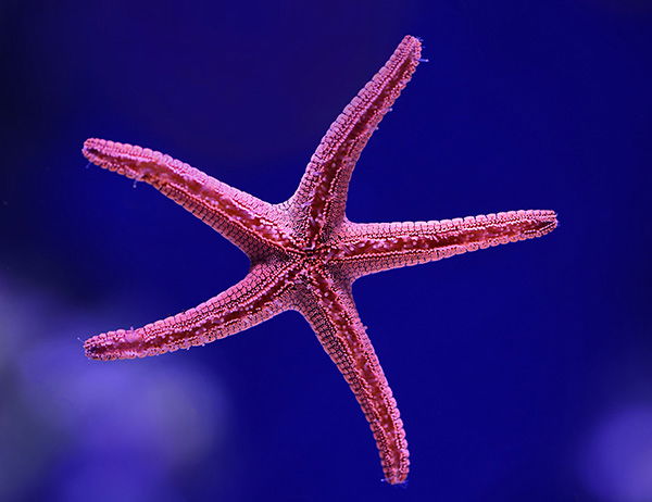 Starfish