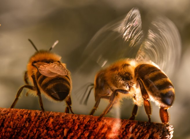 Bees fighting