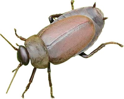 Pacific Beetle Cockroach