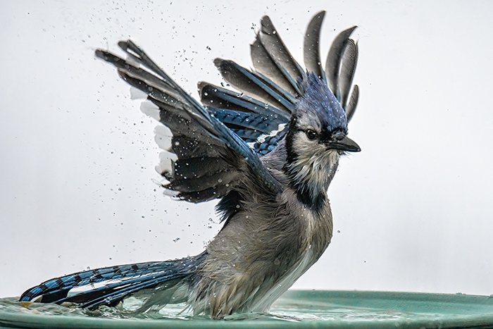 Bird splashing