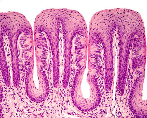 microscopic view of taste buds