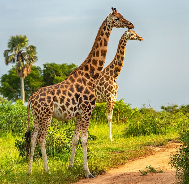 giraffes standing