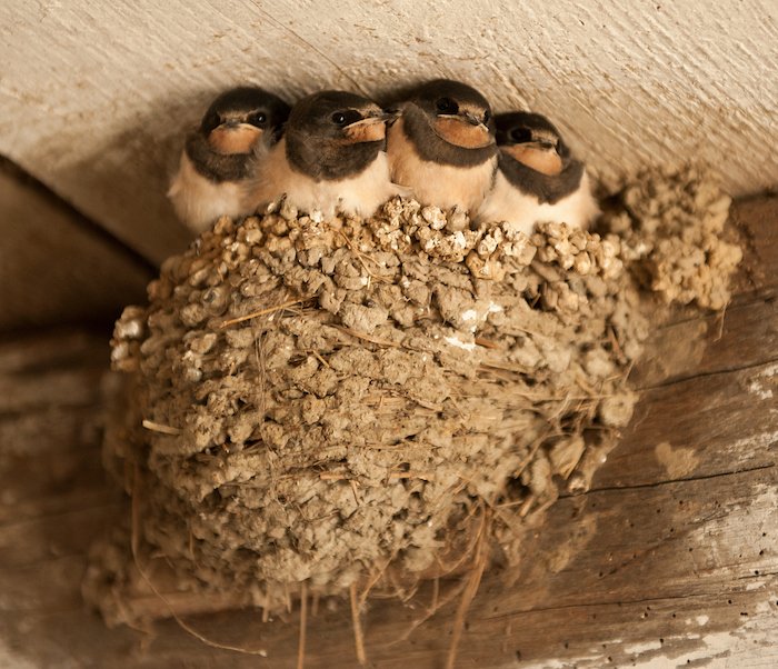Birds in mud nest