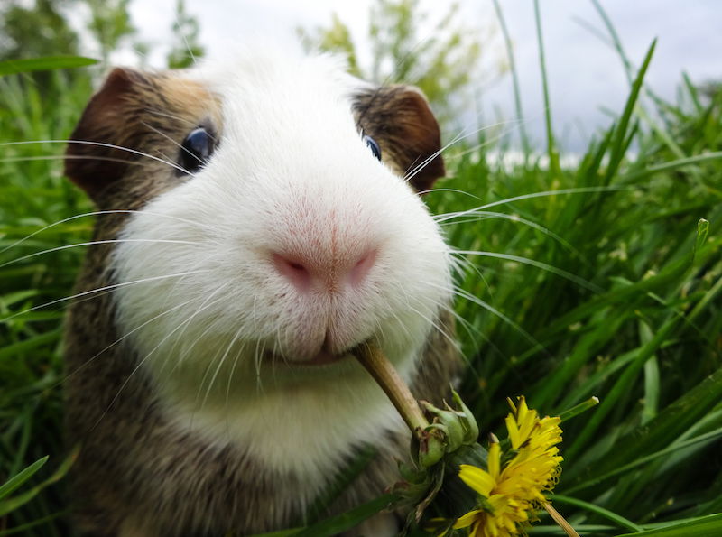 Guinea pig