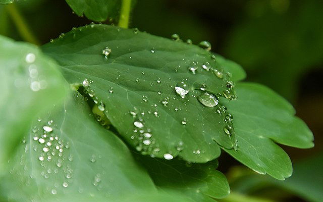 Hydrophobic leaf