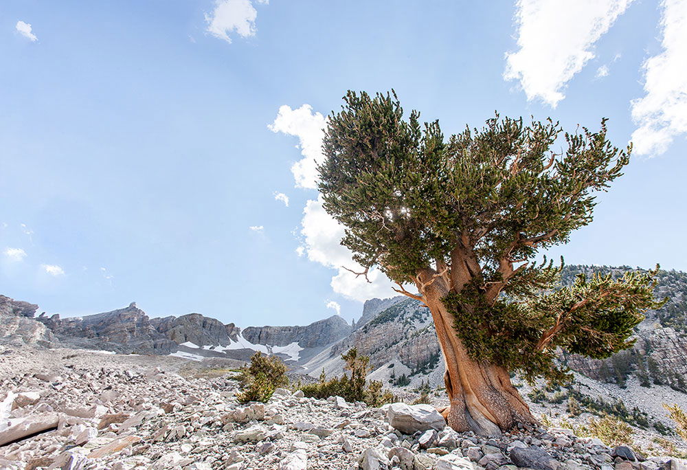 Great Basin bristlecone pine tree