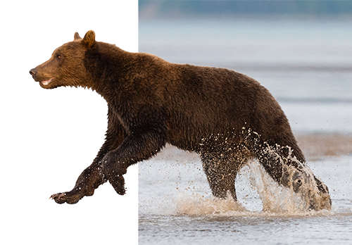 Grizzly bear jumping out of water