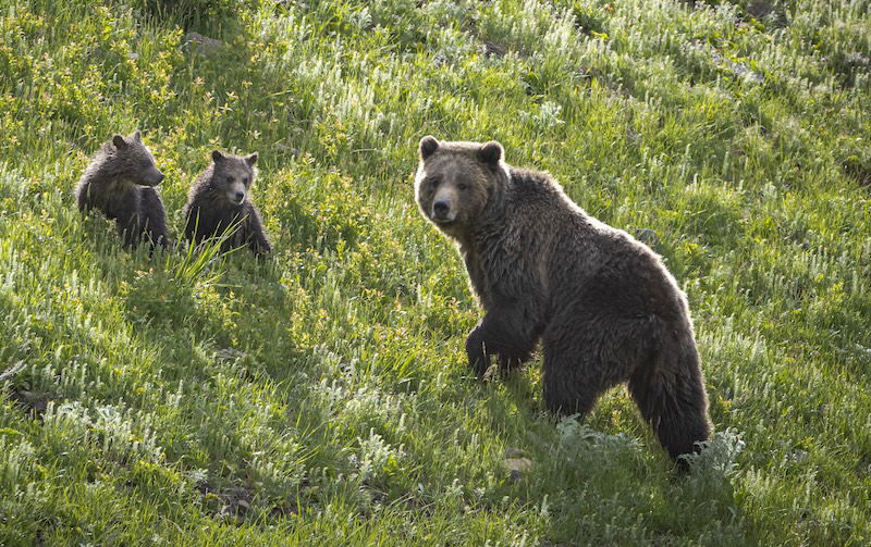 Grizzly bear with cubs