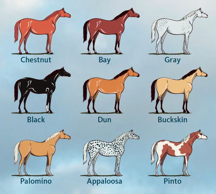 Horse coat colors