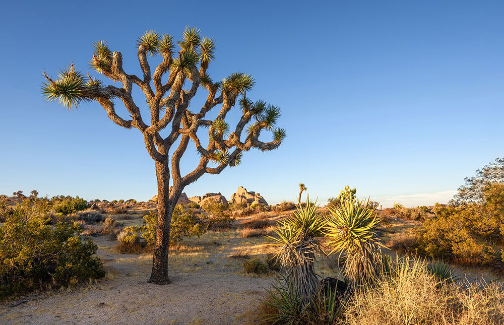 joshua tree