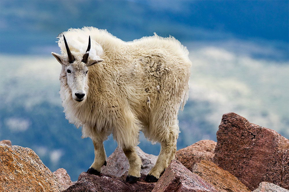 Mountain goat