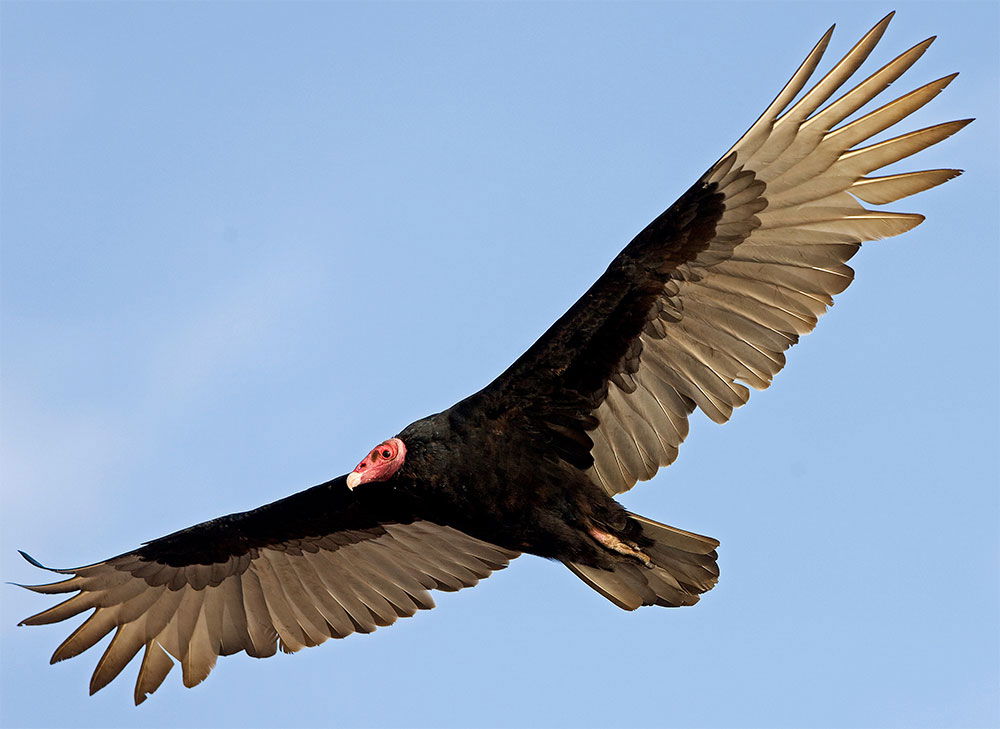 Turkey vulture