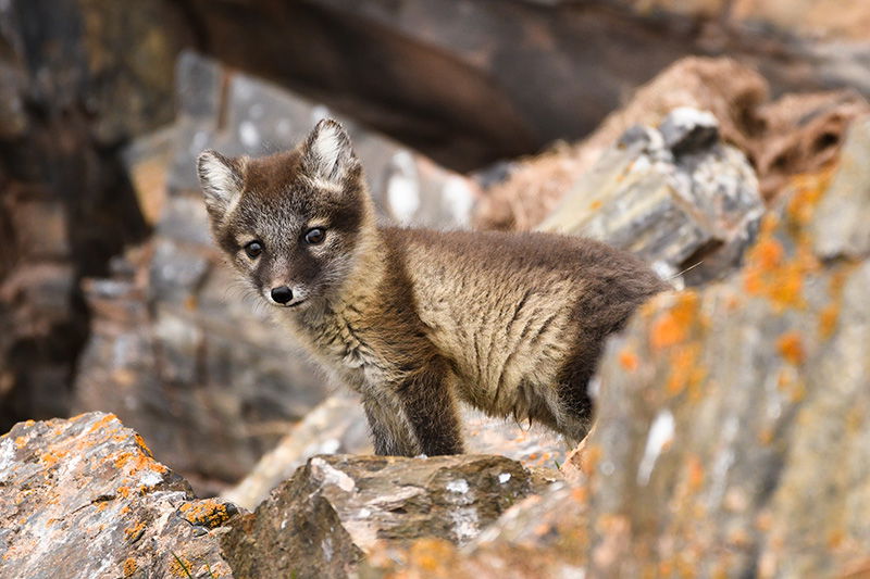 Arctic fox