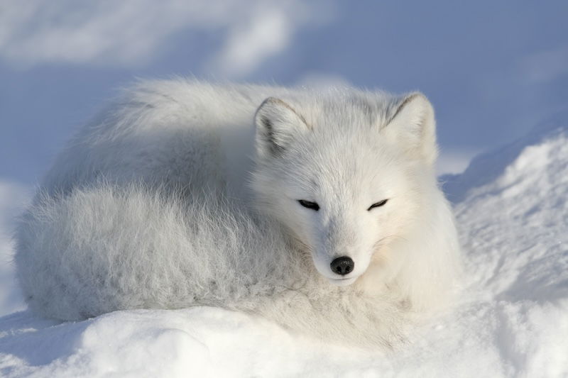 Arctic fox